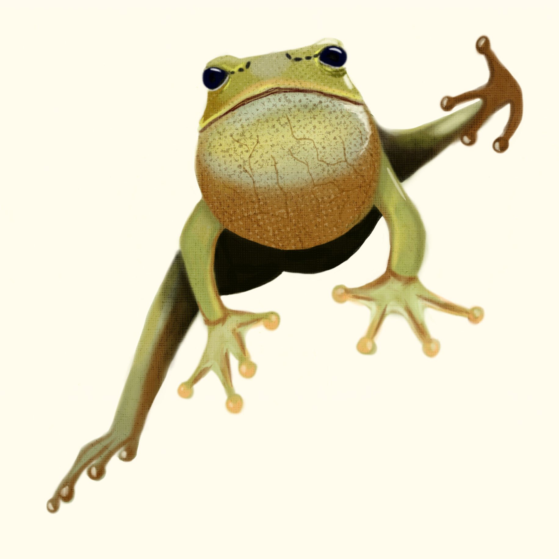 frog1