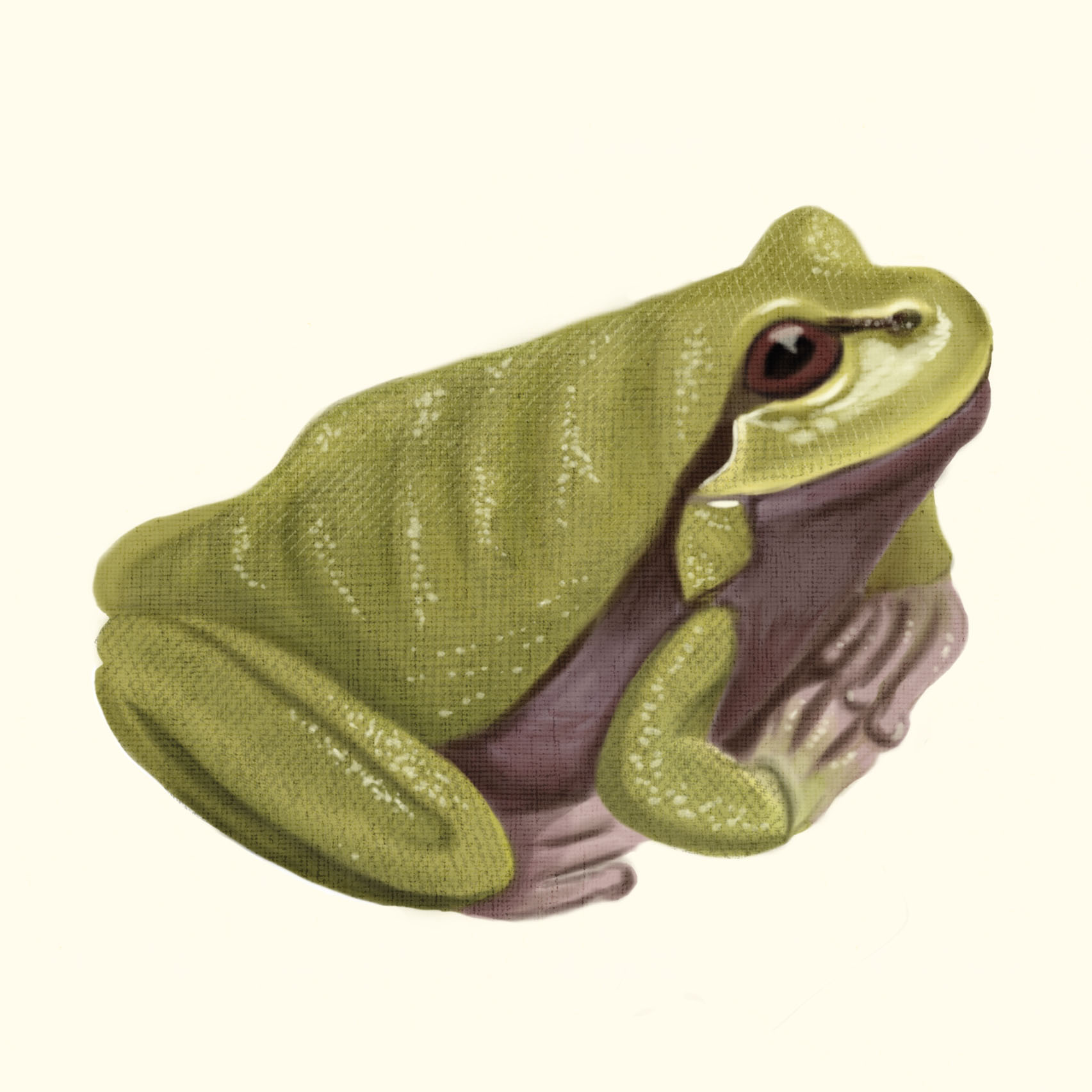 frog3