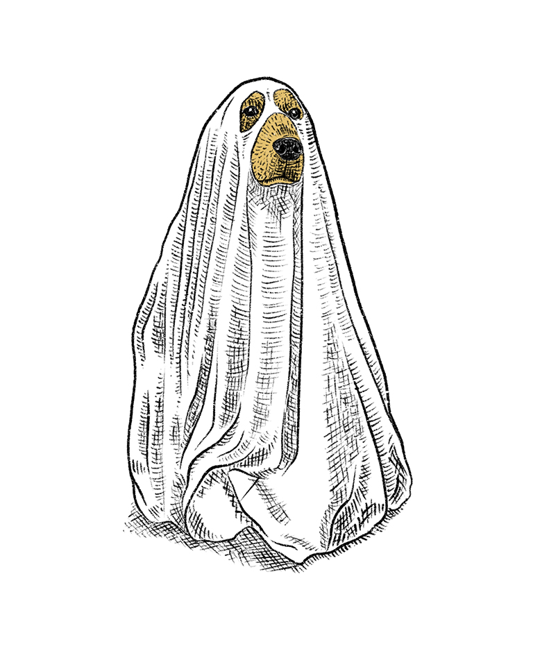 ghostdog_web